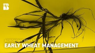 Early Wheat Management | Beck's Agronomy Update