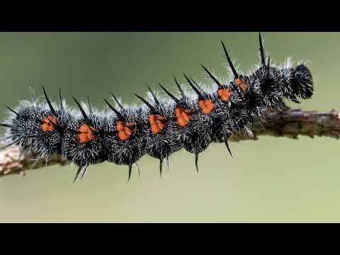 Videó: A gubó és a chrysalis ugyanaz: a gubó és a chrysalis különbségek magyarázata