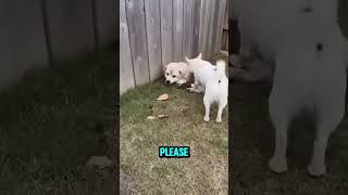 Backyard Turned to LAVA... 🐶🔥😭