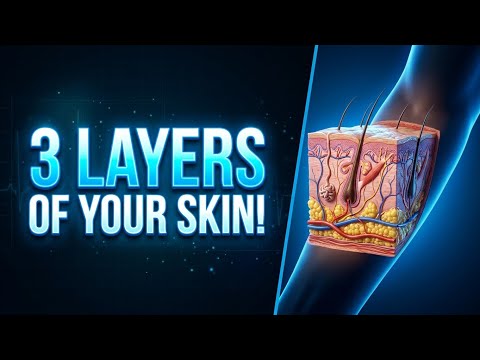 3 Layers of Your Skin Explained! 🧬 | What’s Under Your Skin? | BodyLens 3D#3danatomy 
