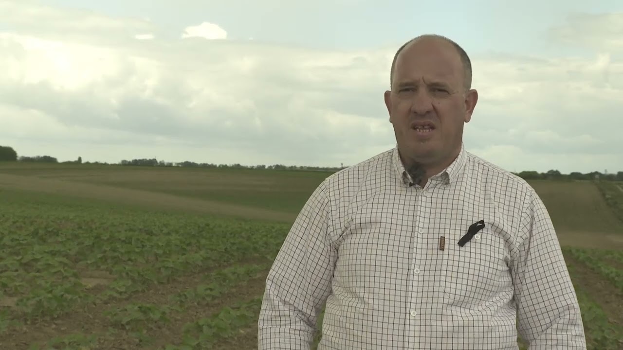 Pintér György Kaposfüred Napraforgó Tigra + Amalgerol Essence