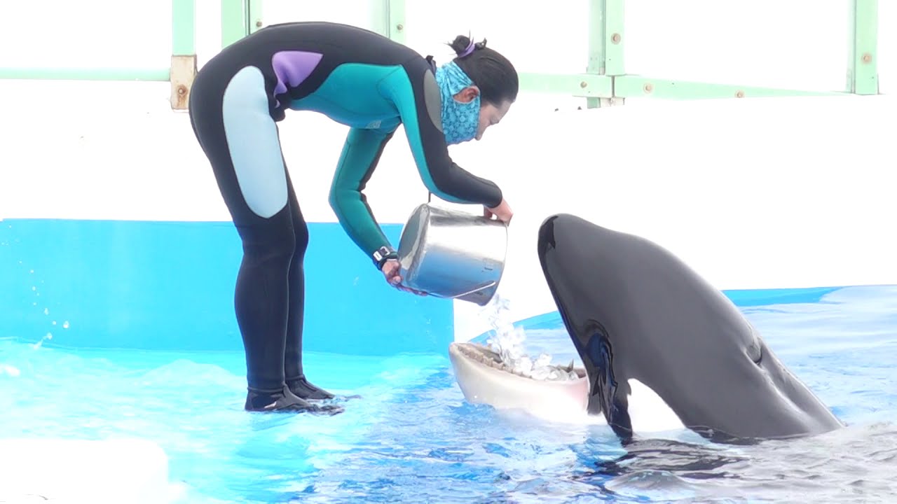 岩田トレーナーとルーナちゃん 1回目パフォーマンス終了後のシャチさんとトレーナーさんのふれあいタイム 鴨川シーワールドにて 21年3月6日 Youtube