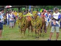 Pemasangan Atribut Kerapan Sapi Dalam Rangka Khasanah Budaya Madura Menyatukan Indonesia.