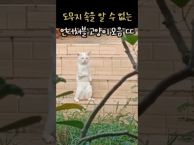 도무지 속을 알 수 없는 언타챠블 고양이 모음 ㄷㄷ