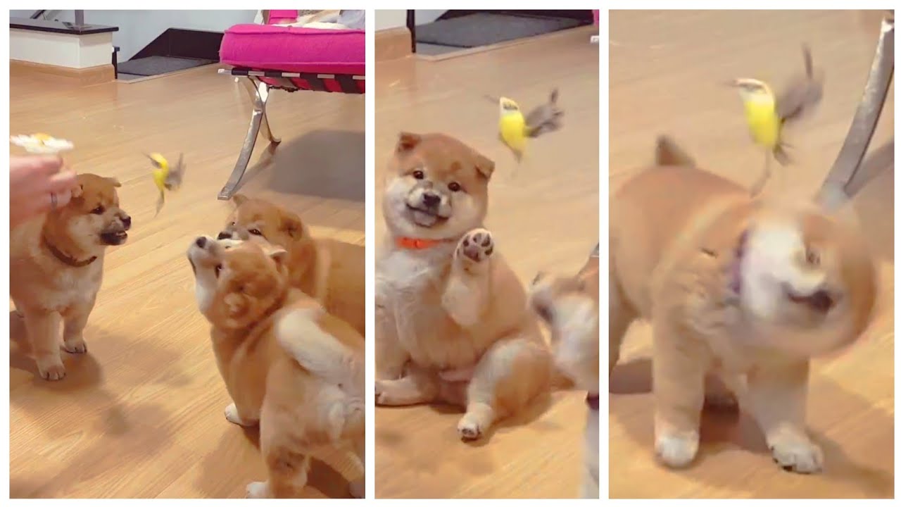 Puppies meet bird for the 1st time! 🐦