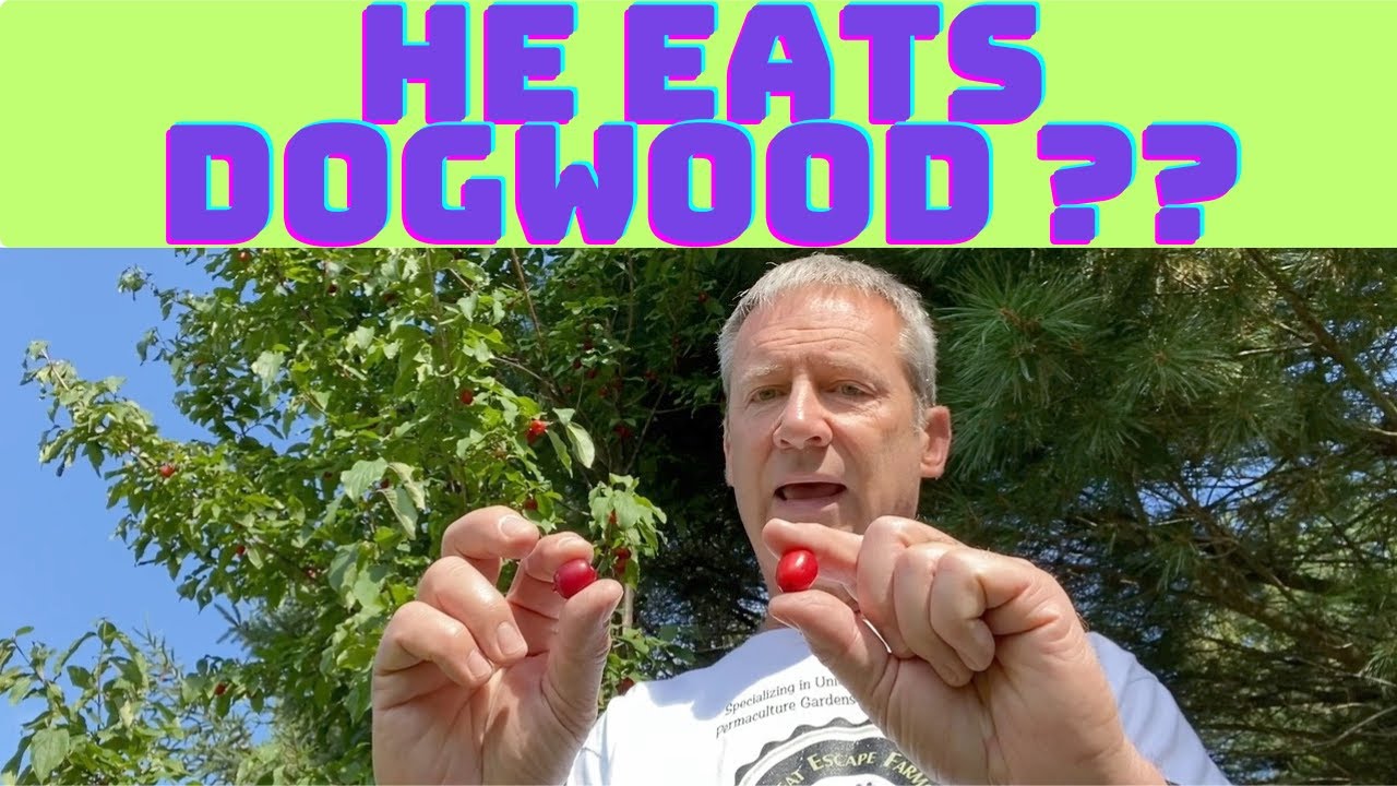 Cornelian Cherry Cornus Mas Edible Dogwood