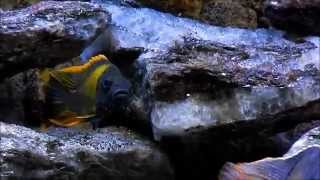 African cichlids in captivity