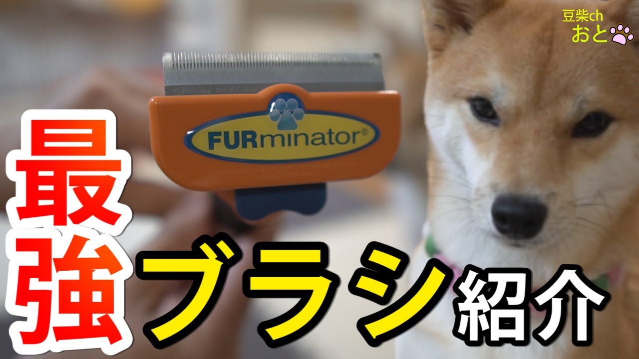 柴犬 ブラシ ファーミネーター