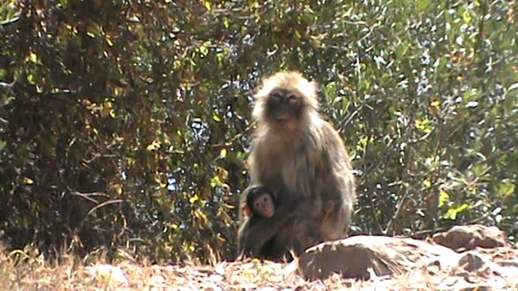 cap carbon cls oued ghir