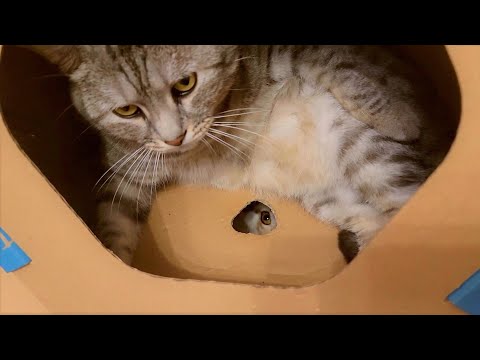 Видео: Клоухата котка е очарователен домашен любимец