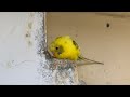 Angry yellow birds