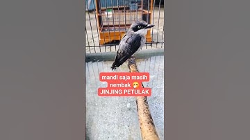 Jinjing Petulak Gacor #birds #masteranjernih #kicaumania #burung#mangkicauoffecial  #jinjingpetulak