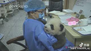 Nanny Mei and Grey Baby Panda talking alot( Baby ChengLang)Old Video🐼|Panda HappyLand