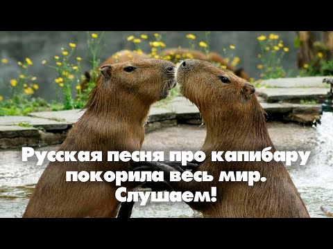 Русская песня про капибару покорила весь мир. Слушаем!