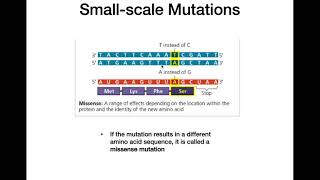 Mutations And Protein Structure