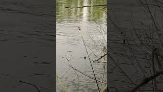 Что можно в кормушку положить? #рыбалка #fishing