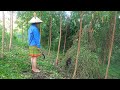 Người Rừng - Tập 46- Cô Mị Phát Hiện Người Đàn Ông Sống Trong Rừng Hoang - Meet the Primitive people