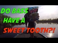 Will bass eat a candy worm bait?  Catching a smallmouth bass with candy challenge!
