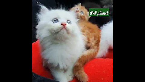 Watch the video about Blue 😺 Eyes #kitten #petplanet #pets #viral #ytshorts #fun #cat #dog #persiancat #trending #ytshorts