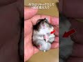 手のひらが好きすぎるハムスターが可愛い【ててらぼペット部】