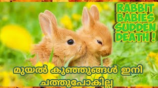 Rabbit breeding tips | Easy rabbit faming | Rabbit babies updation #rabbitfarming #rabbitbabies