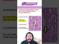 HISTOLOGIA I PREGUNTA DE EXAMEN I TEJIDO MUSCULAR