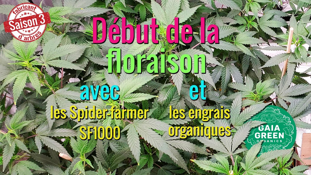 On fait un nettoyage et c'est le début de la floraison! Update Saison 3!