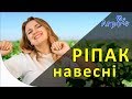 Система захисту і живлення на ріпаку весною. АгроФіл 3