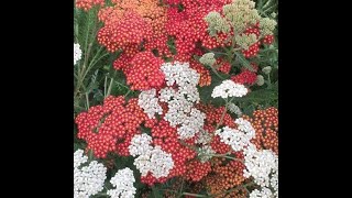 Travel Beyond Baguio  Sayangan Atok