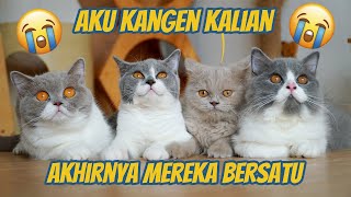1 BULAN BERPISAH AKHIRNYA KUCING INI KEMBALI