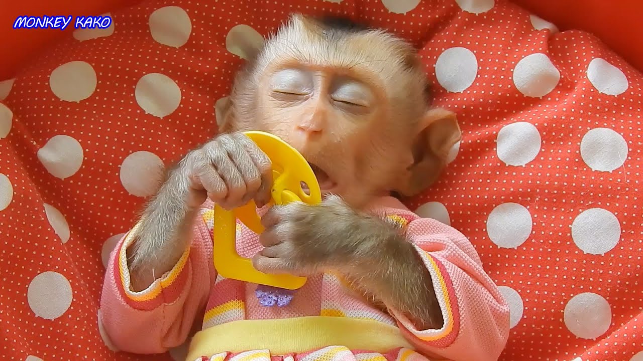 Baby Monkey, Cute Tiny Nina Beautiful Sleeping Well Midday Routine