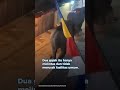 Dua Gajah Masuk Pasar di OKI, Warga Panik