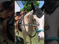 goofy boi #fypage #fypp #horse #funny