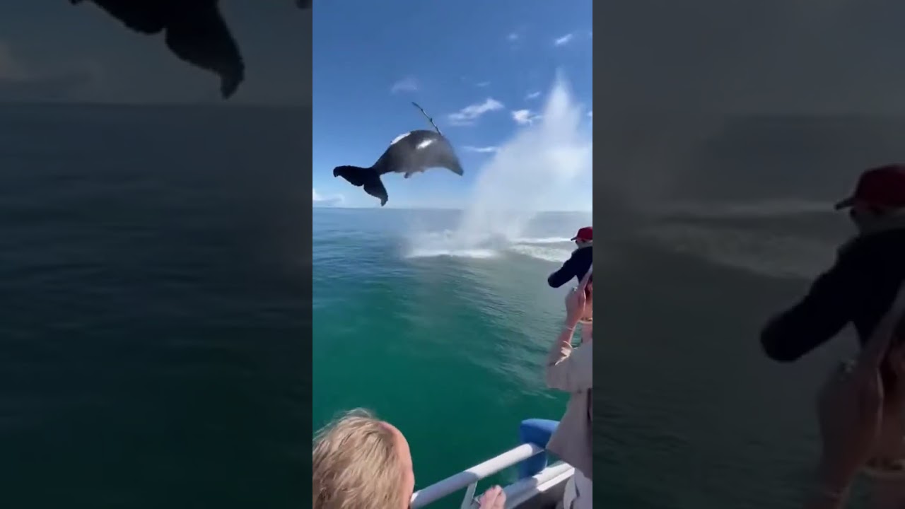 Прямо перед нами выпрыгнул кит… Все закричали.