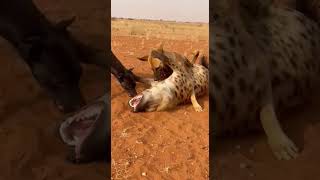 Amazing wolf pack behavior captured live #animals #wildlife #tiktok