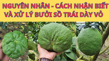 Nguyên Nhân - Dấu Hiệu Nhận Biết Và Cách Xử Lý Bưởi Da Xanh Dày Vỏ, Sồ Trái