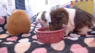 Three Little Piggies