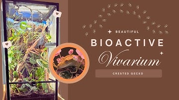 DIY Bioactive Vivarium for Crested Geckos – Easy!