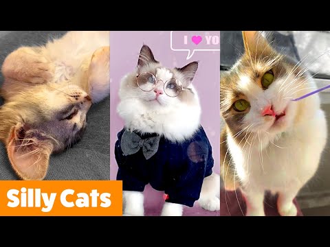 Silly Cat Bloopers | Funny Pet Videos