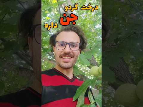 حالا اگه جرأت داری برو زیر درخت گردو جن ترس خواب درخت گردو باغچه طبیعت سفر
