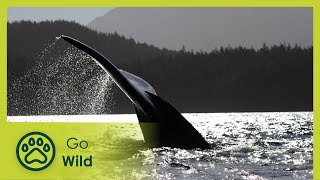 Vancouver Island: Rivers of Life  Wildest Islands  Go Wild