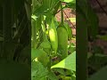 #vegetable #eggplant