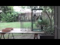 Trapping common myna birds in the backyard