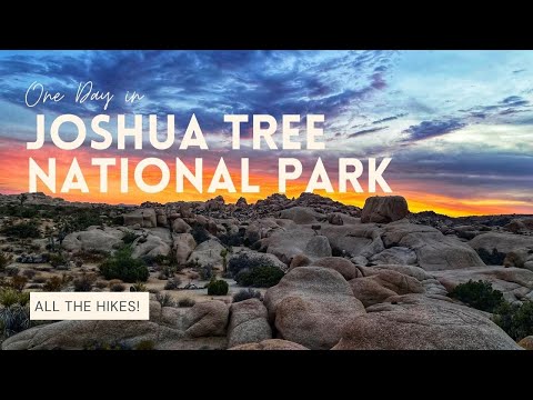 Joshua Tree Animal Shelter 55