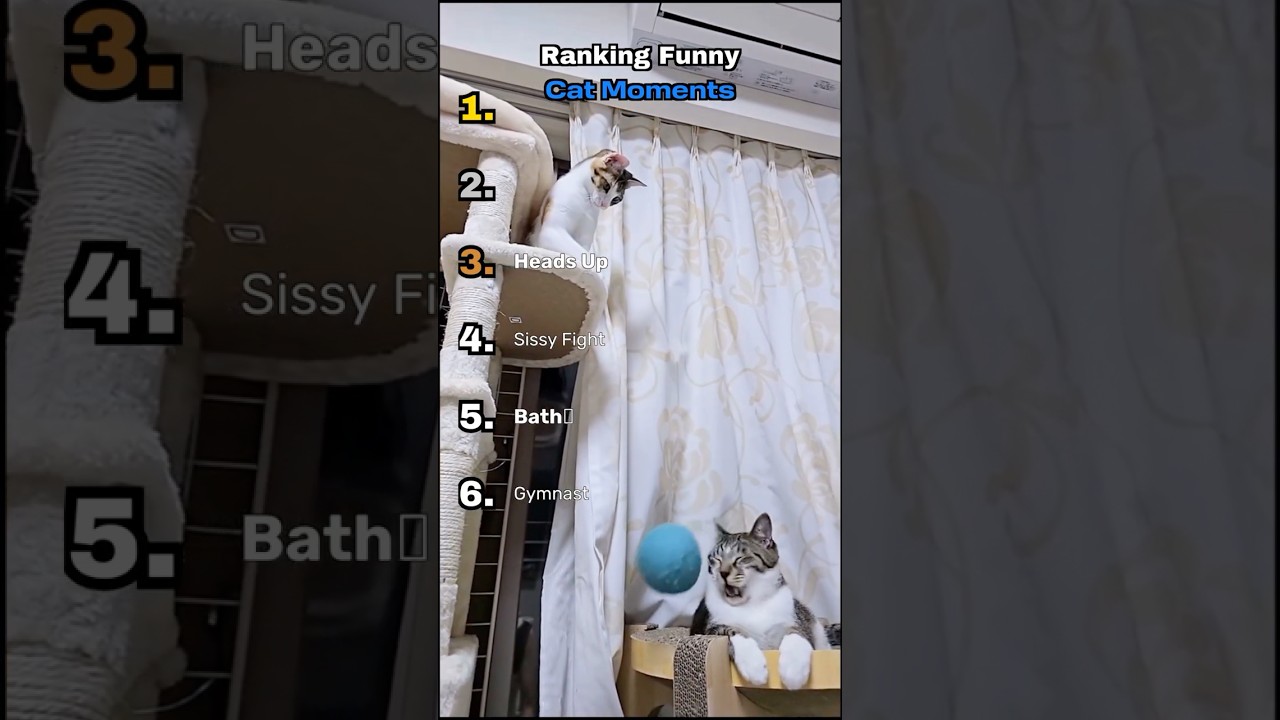 Ranking Funny Cat Moments #ranking #cats #cat #catmoments #orangecat #funny #top5