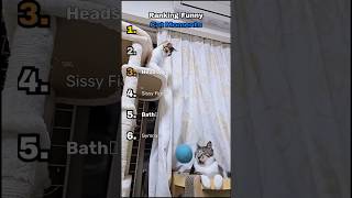 Ranking Funny Cat Moments #ranking #cats #cat #catmoments #orangecat #funny #top5