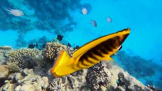: New 4K video.Egypt. Jaz Fanara Resort. Sharm El Sheikh. Coral reef at Jaz Fanara Resort-snorkelling.