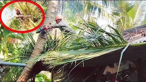 Cưa Cây Dừa Trên Nóc Nhà rất An Toàn / It
