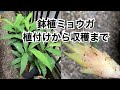 【活かす暮らし】プランター栽培のミョウガ １年目　植付けから収穫まで  Growing Myoga ginger in pots