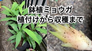 【活かす暮らし】プランター栽培のミョウガ １年目　植付けから収穫まで  Growing Myoga ginger in pots